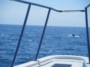 Dolphins in front of the boat - sorry for the dodgy photo, hard to get one of dolphins, they move so fast!