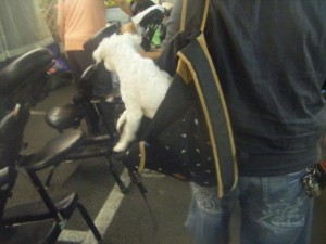 Puppies all over the place in Taiwan - this is at one of the many night markets, his girlfriend had a pink poodle